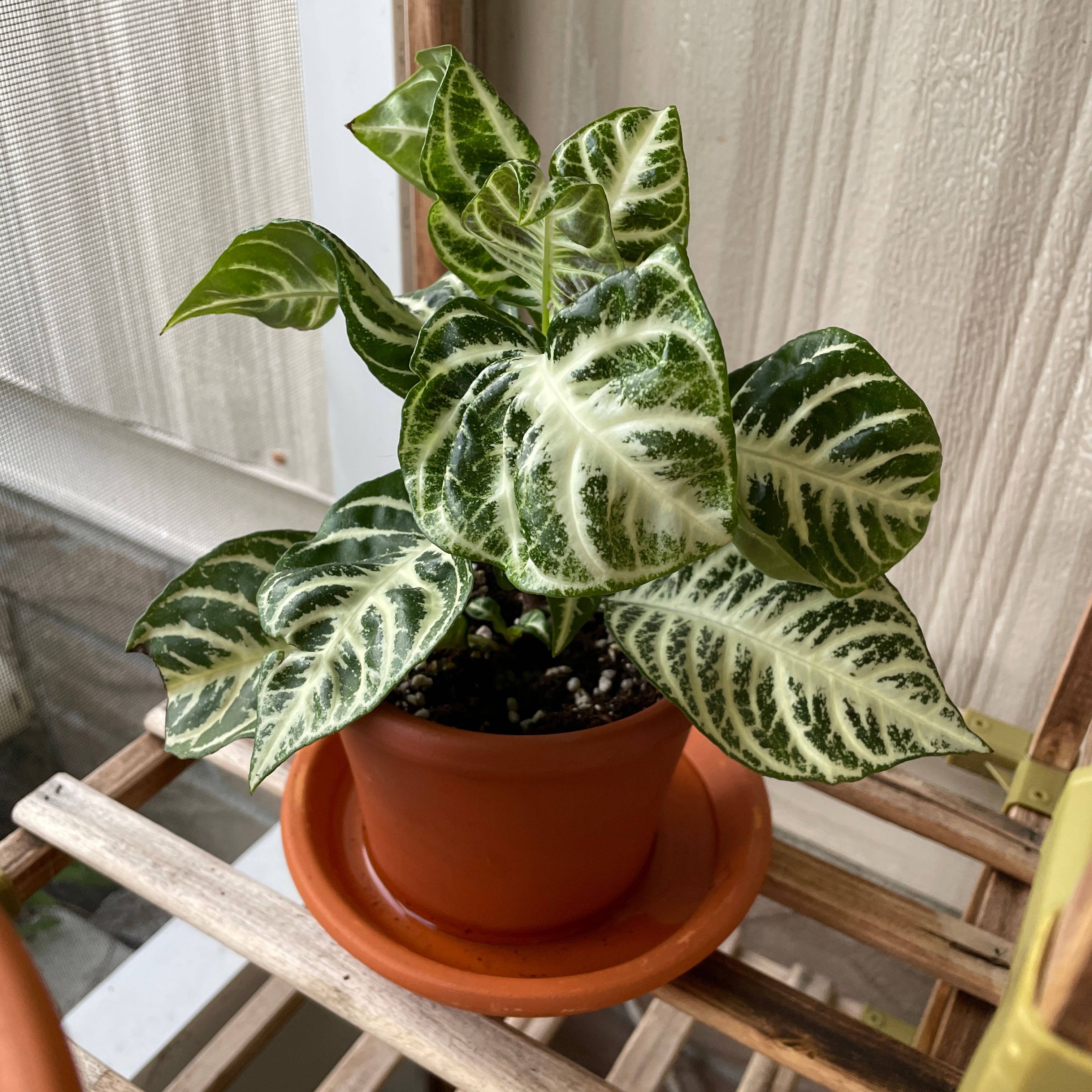 Photo of the plant species Aphelandra 'Snow White' by @StegoCat named Osmo on Greg, the plant care app