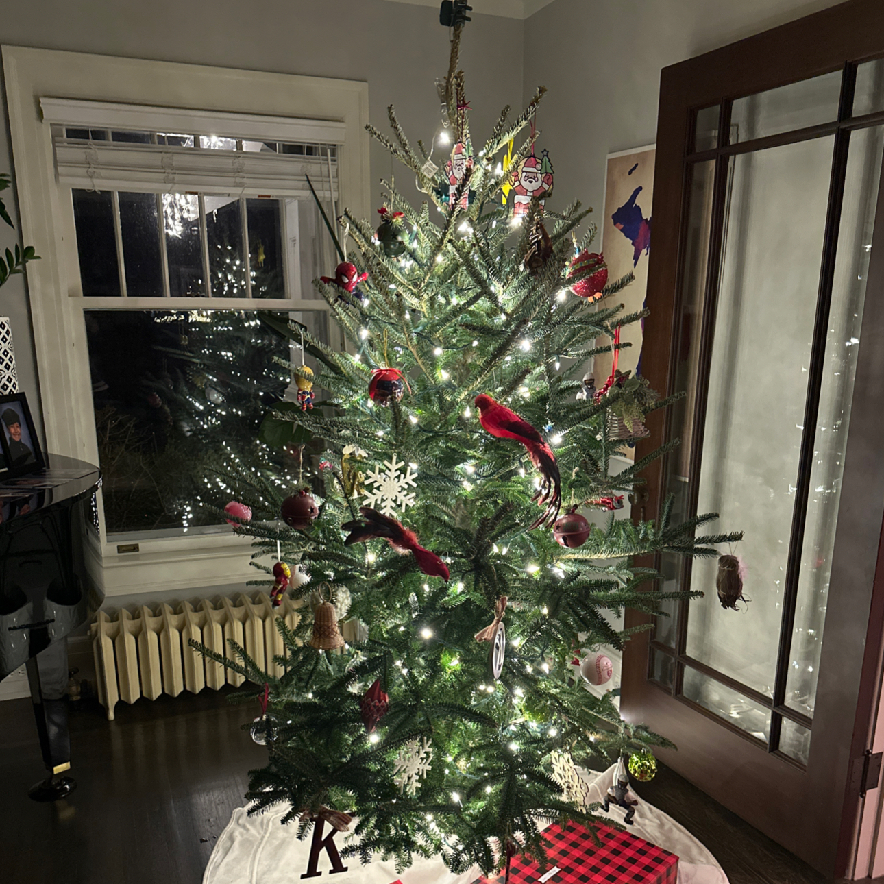 Photo of the plant species Fraser Fir by @WhizTurtlevine named Scarlett on Greg, the plant care app