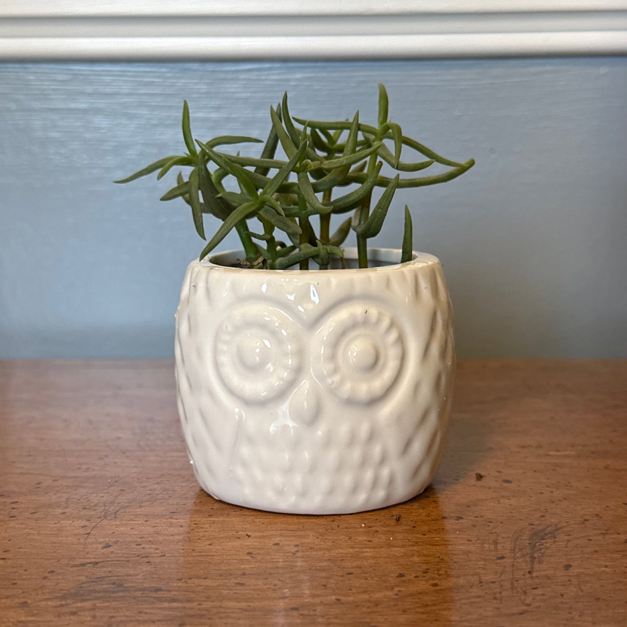 Photo of the plant species Crassula tetragona 'Mini Form' by @RegalStarcactus named Daphne on Greg, the plant care app