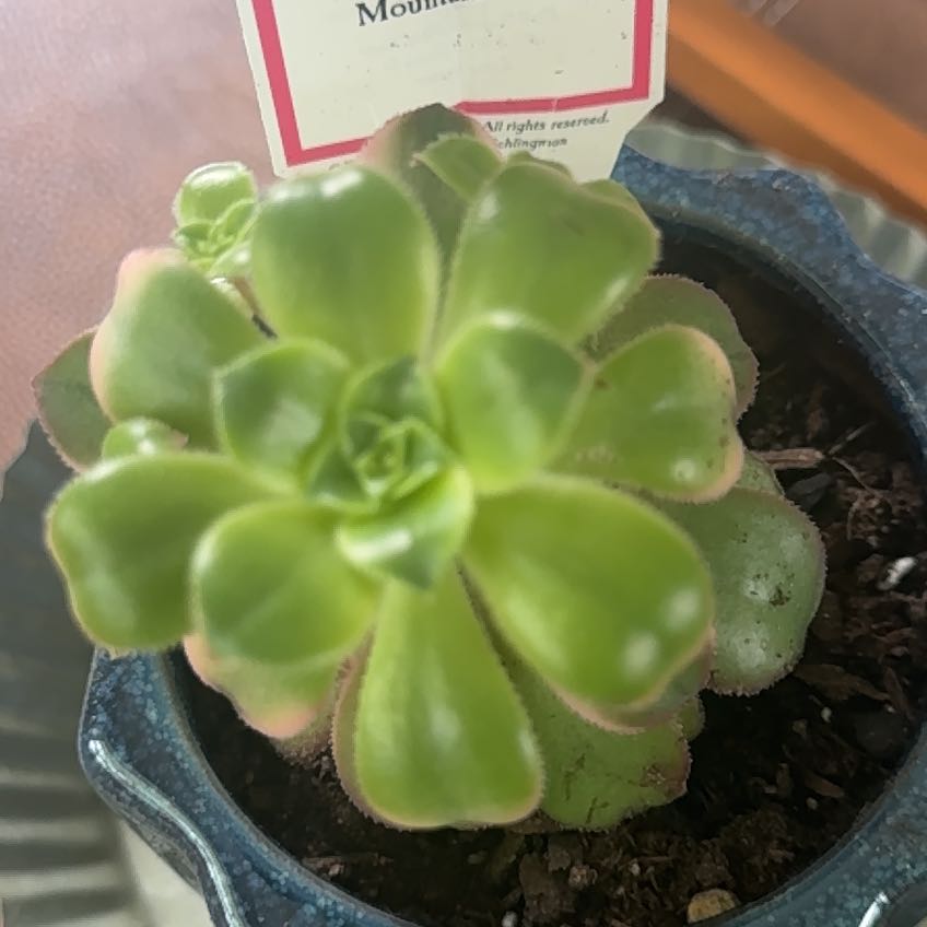 Photo of the plant species Assorted Aeonium by @StarRedstemmoss named Lola on Greg, the plant care app