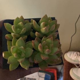 Photo of the plant species Copperstone Stonecrop by @WiseAfghanpine named Foxxy on Greg, the plant care app