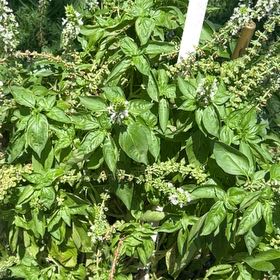 Photo of the plant species Amazen Basil by @RadSeawormwood named Clooney on Greg, the plant care app