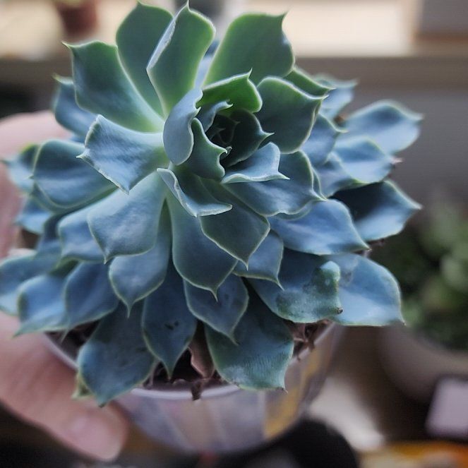 Photo of the plant species Echeveria 'Allegra' by @TryIslandbreeze named Spike Leaves on Greg, the plant care app