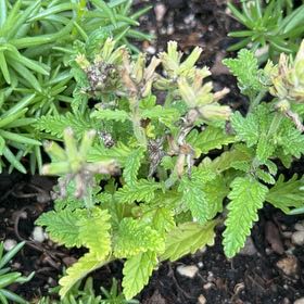 Photo of the plant species Wall Germander by @SunnyOleaster named Eva on Greg, the plant care app