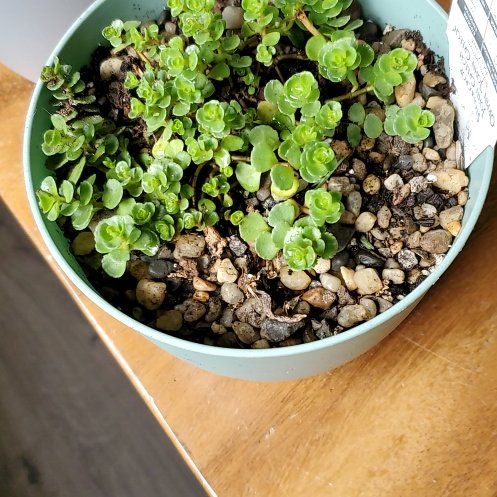 Photo of the plant species Sedum spurium 'John Creech' by @LuckyGrevillea named Darwin on Greg, the plant care app