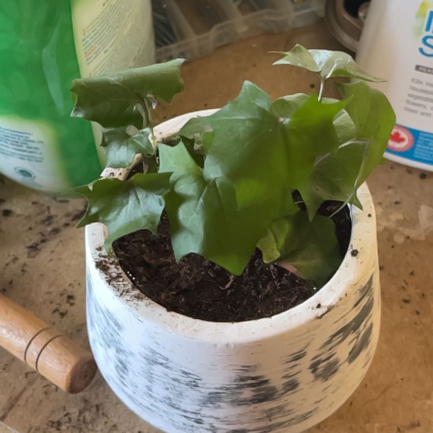 Potted Cape Ivy plant with green leaves in a white pot.
