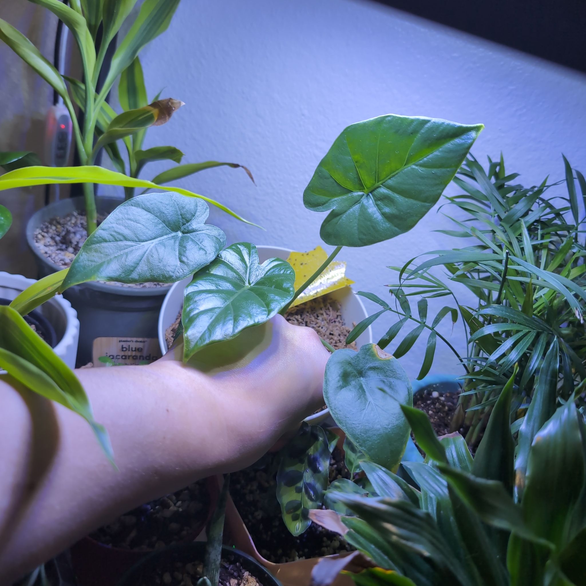 Photo of the plant species Elephant Ear by @IconScrubpine named Rosa on Greg, the plant care app