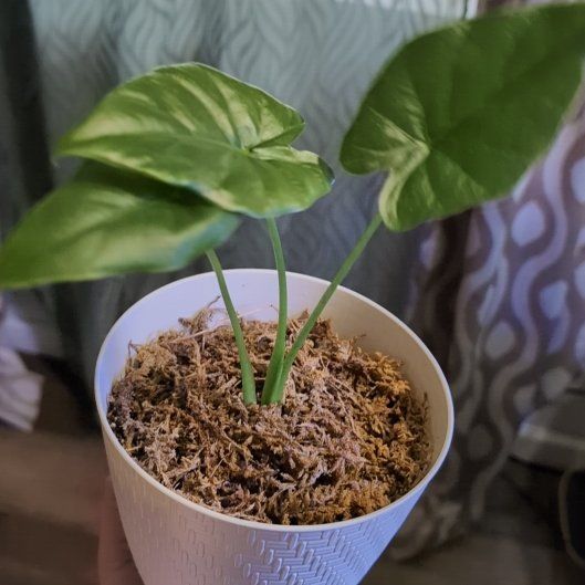 Photo of the plant species Elephant Ear by @IconScrubpine named Mollie on Greg, the plant care app