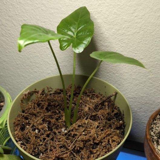 Photo of the plant species Elephant Ear by @IconScrubpine named Scarlett on Greg, the plant care app