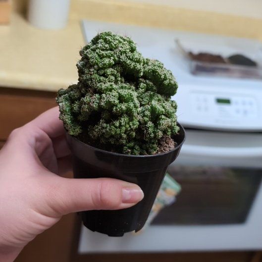 Photo of the plant species Cereus peruvianus f. monstrose 'Petra' by @IconScrubpine named Ajabu on Greg, the plant care app