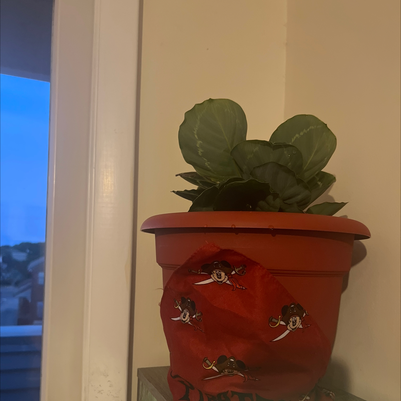Photo of the plant species Green Goddess by @NeatRutabaga named Brick on Greg, the plant care app