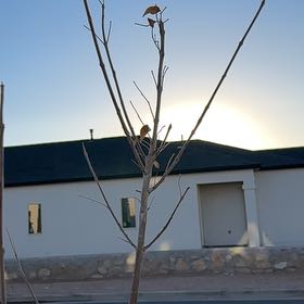 Photo of the plant species Berrinda Ash by @NovelCliantro named Khaleesi on Greg, the plant care app