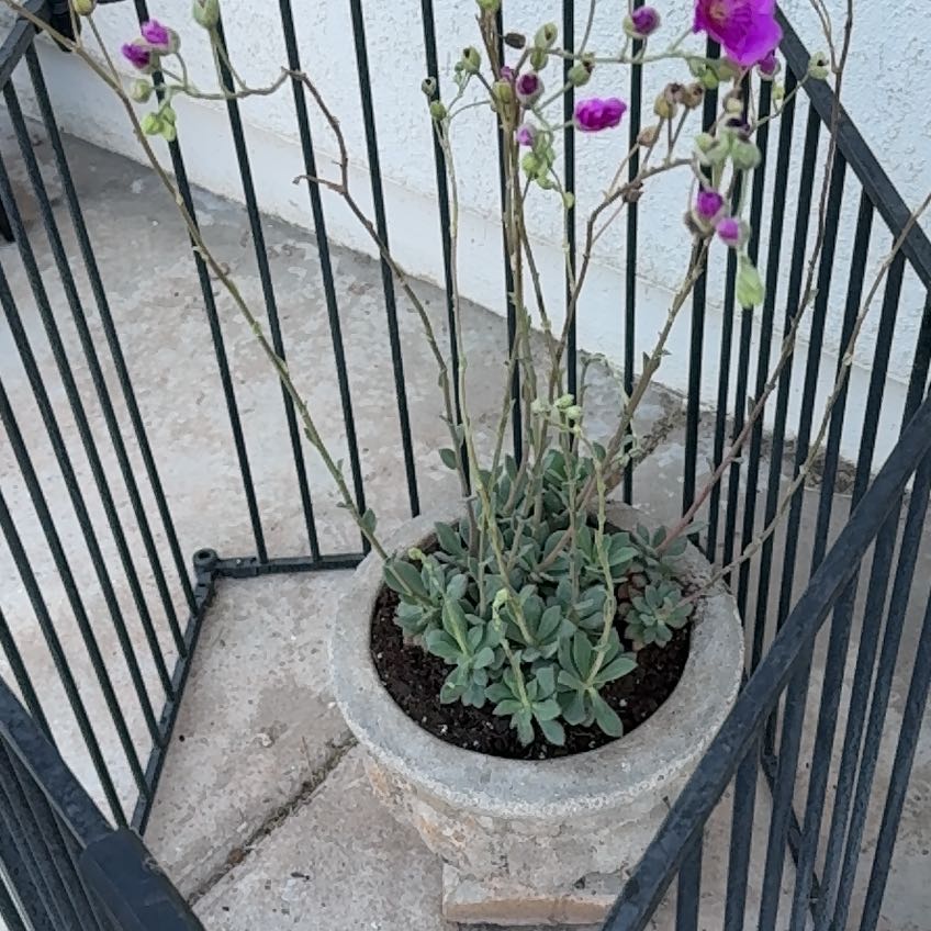 Photo of the plant species Rock Purslane by @Lsdr named Shakira on Greg, the plant care app