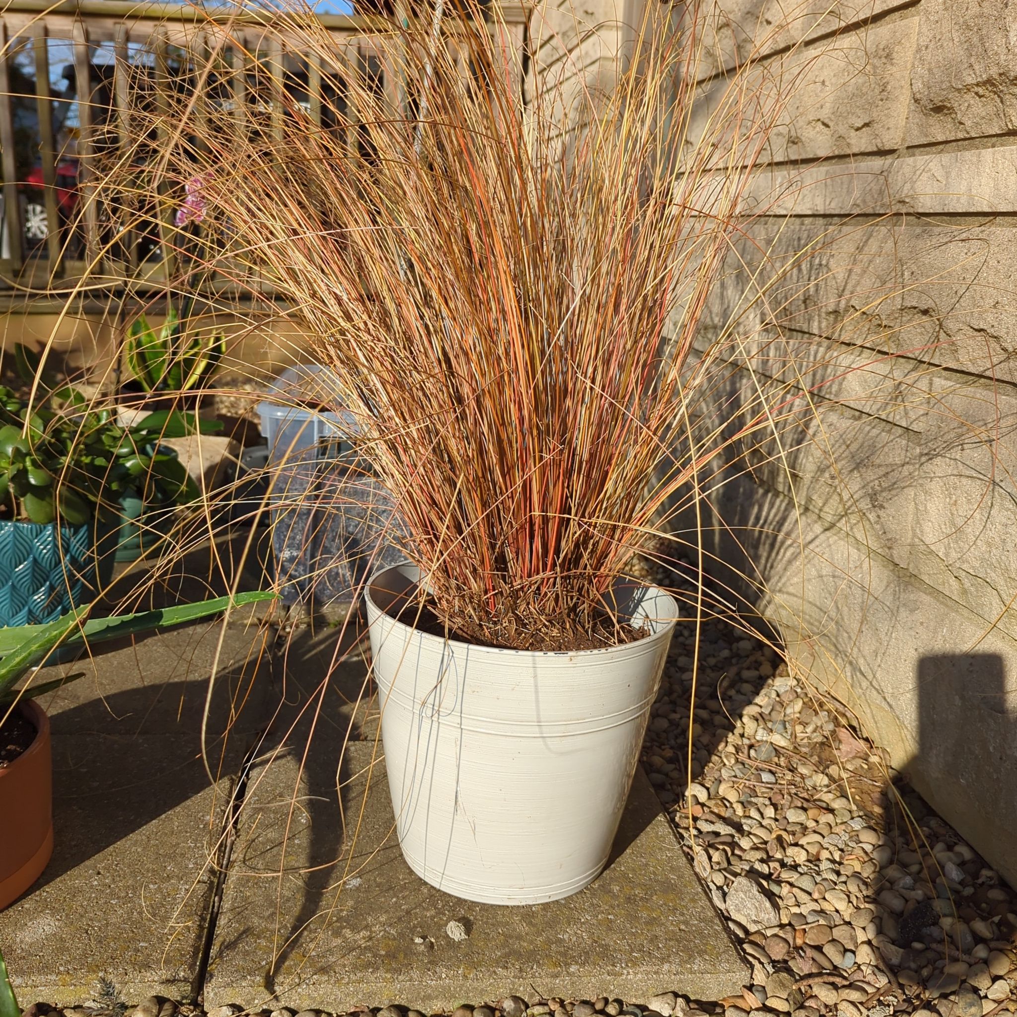 Photo of the plant species Leatherleaf Sedge by @AllegiantPawpaw named Ronaldo on Greg, the plant care app