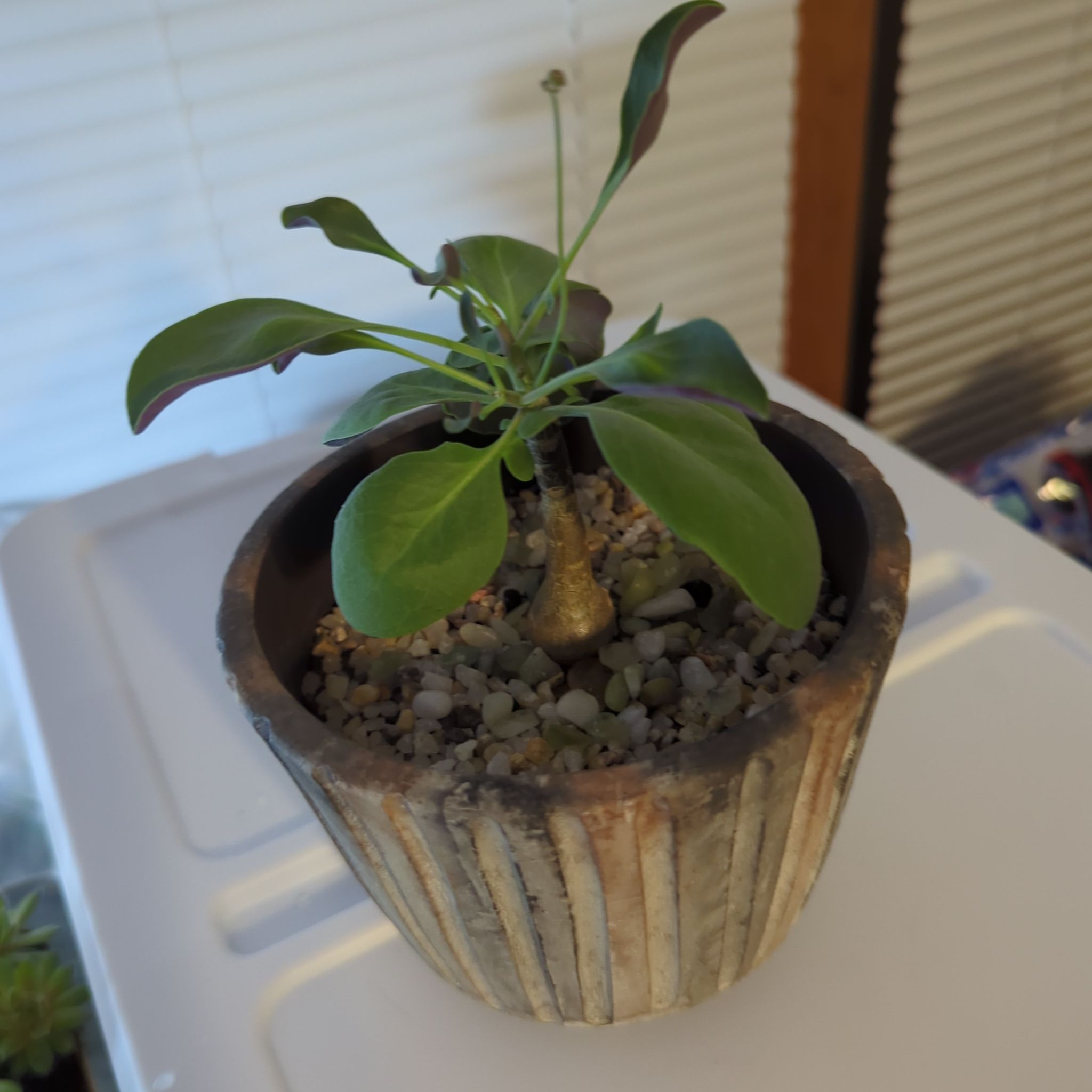 Photo of the plant species Baboon's Cabbage Bush by @AllegiantPawpaw named Hemingway on Greg, the plant care app