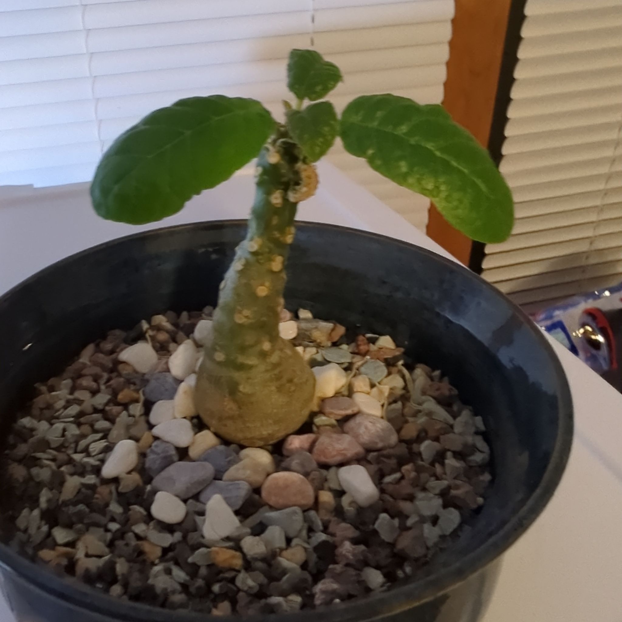Photo of the plant species Elata Dorstenia by @AllegiantPawpaw named Dolores on Greg, the plant care app