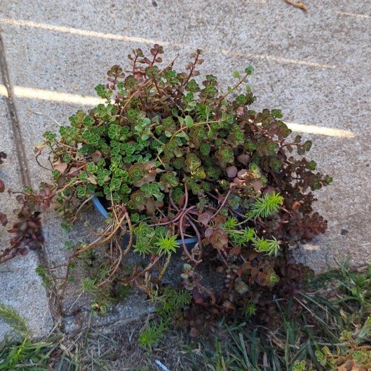 Photo of the plant species Caucasin stonecrop by @AllegiantPawpaw named Gaga on Greg, the plant care app