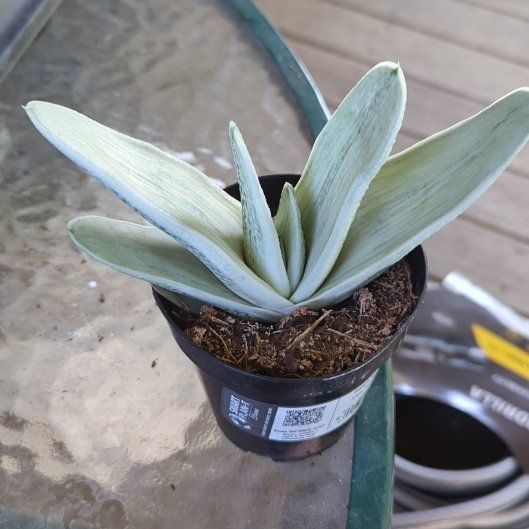 Photo of the plant species Gasteria 'Grey' by @AllegiantPawpaw named Einstein on Greg, the plant care app