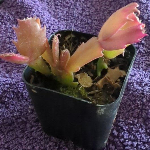 Photo of the plant species Red Thanksgiving Cactus by @AllegiantPawpaw named Homer on Greg, the plant care app