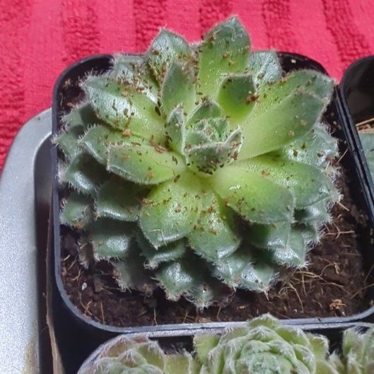 Photo of the plant species Sempervivum 'Irene' by @AllegiantPawpaw named Apollo on Greg, the plant care app