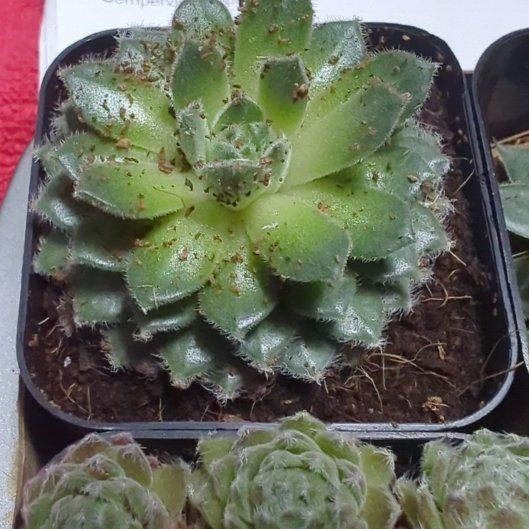 Photo of the plant species Sempervivum 'Irene' by @AllegiantPawpaw named Oscar on Greg, the plant care app