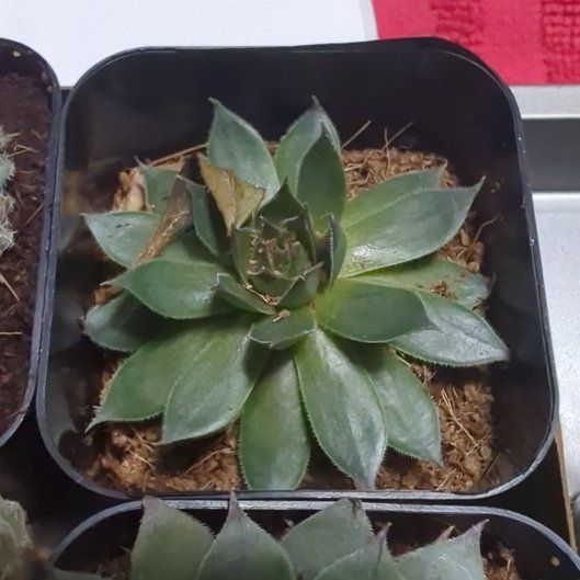 Photo of the plant species Sempervivum 'Blushing Garnet' by @AllegiantPawpaw named Muhammad Ali on Greg, the plant care app