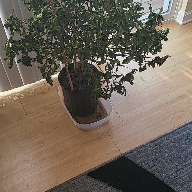 Photo of the plant species Miami Supreme Gardenia by @ComicalKaraka named Robert Plant on Greg, the plant care app