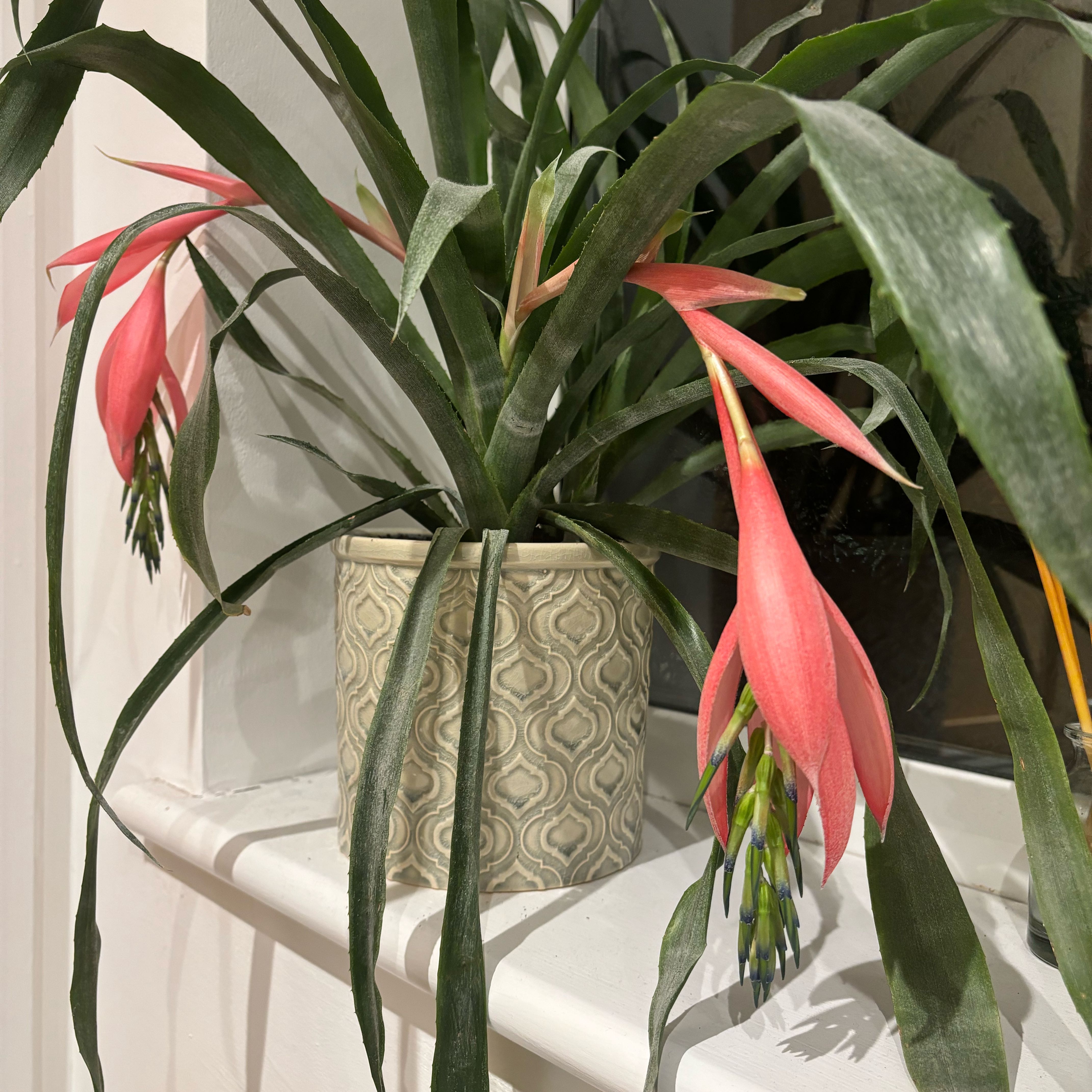 Photo of the plant species Queen's Tears by @OutgoingKatsura named Willow on Greg, the plant care app