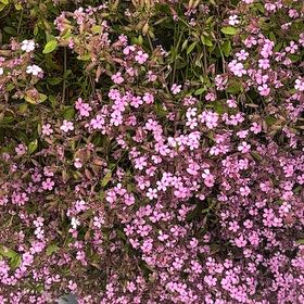 Photo of the plant species Rock Soapwort by @OutgoingKatsura named Rihanna on Greg, the plant care app