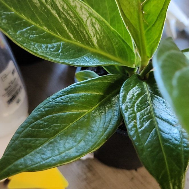 Photo of the plant species Lovely Green by @TrustyTyrimnus named Rihanna on Greg, the plant care app