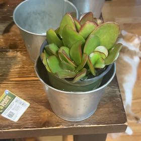 Photo of the plant species Propeller Jade by @QuirkyRedshanks named Messi on Greg, the plant care app