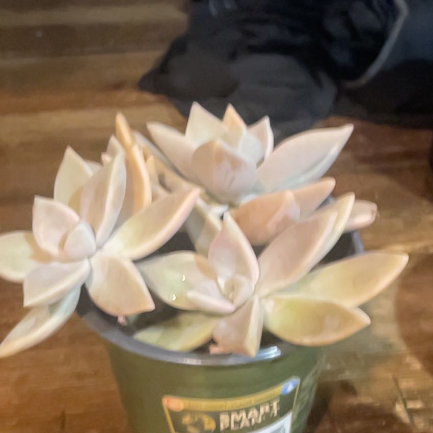 Photo of the plant species Pride by @QuirkyRedshanks named Zeus on Greg, the plant care app