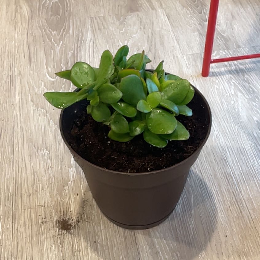 Photo of the plant species Propeller Jade by @YokeCurryplant named James Dean on Greg, the plant care app