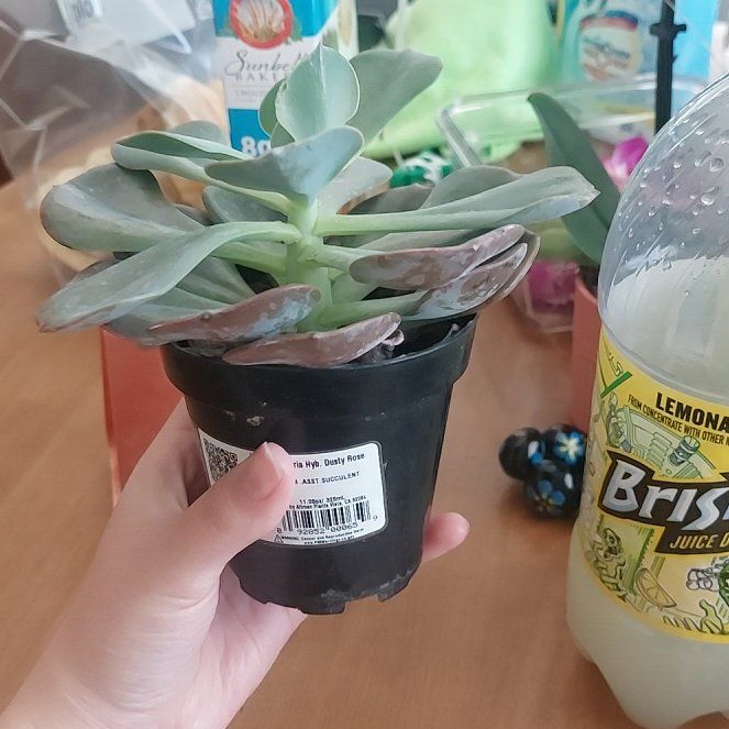Photo of the plant species Echeveria by @SelflessPawpaw named Sol on Greg, the plant care app