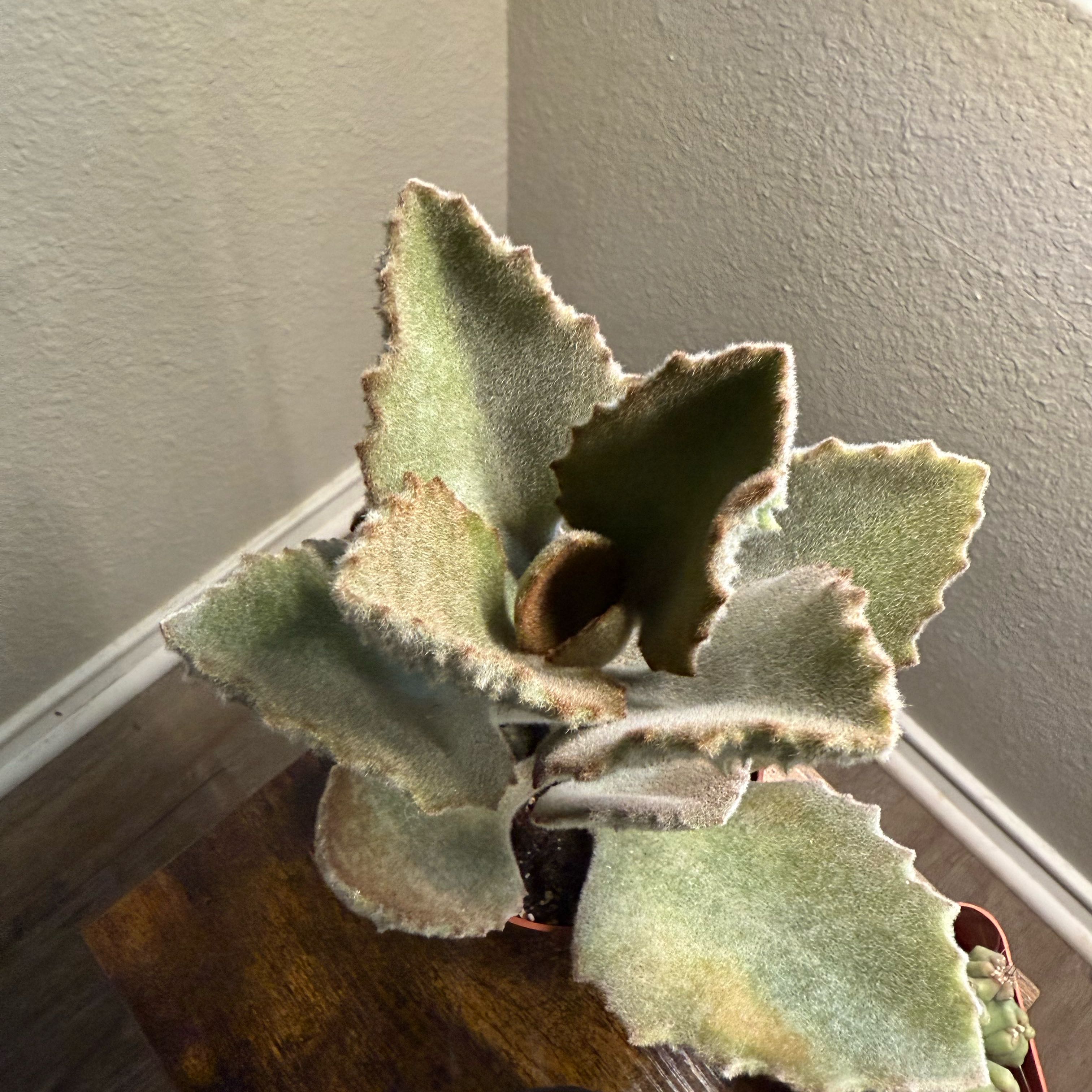 Photo of the plant species Kalanchoe beharensis 'Fang' by @OodlesSunbright named Leonardo on Greg, the plant care app