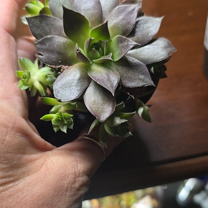 Photo of the plant species Sempervivum heuffelii by @ZealousGrasspea named Darwin on Greg, the plant care app