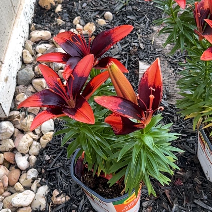 Photo of the plant species Lilium 'Tiny Ink' by @RadLuckybamboo named Fernie Mac on Greg, the plant care app