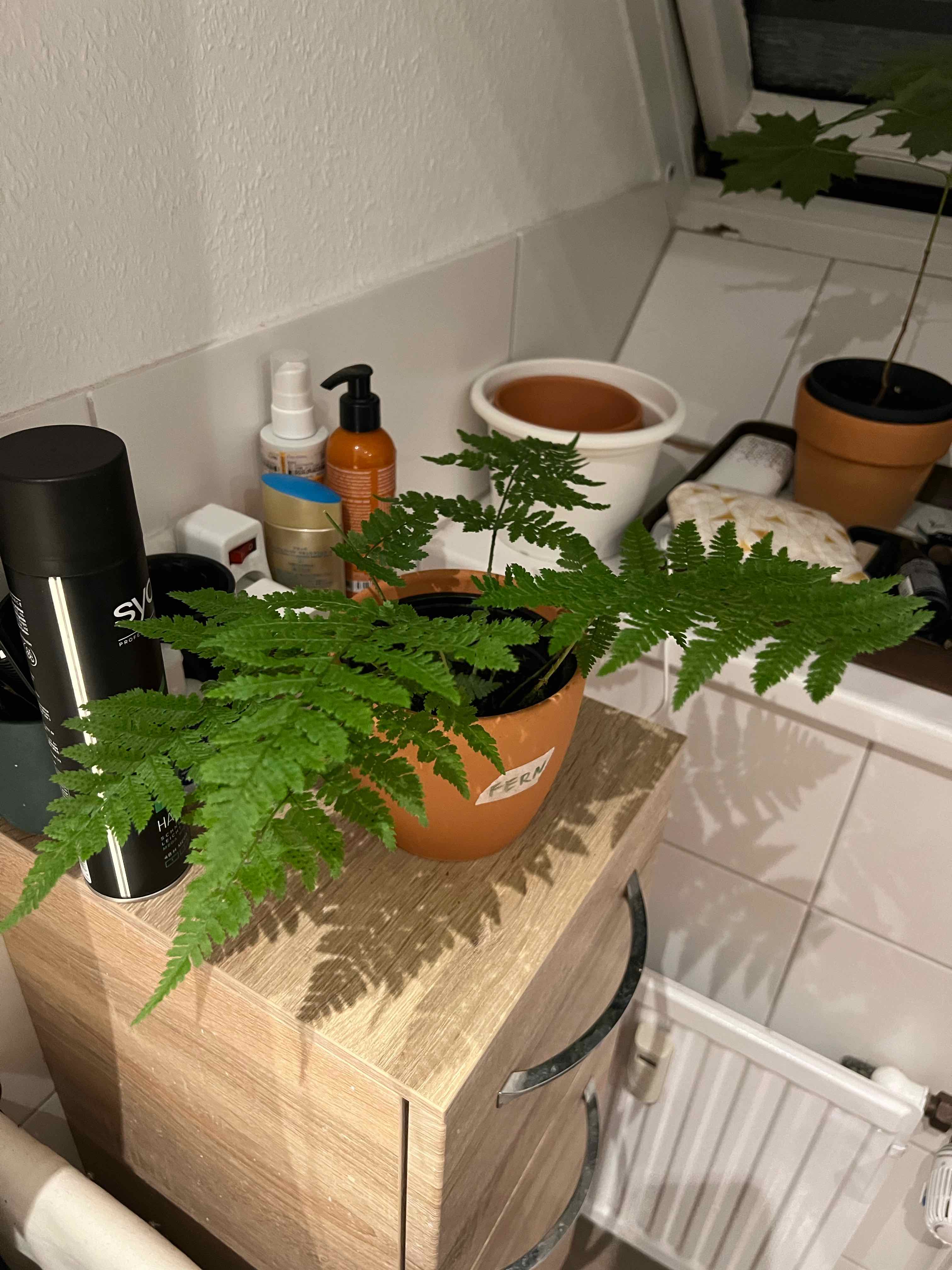 Indoor potted Male-Fern with vibrant green fronds on a wooden surface.
