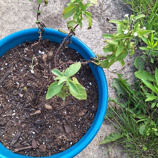 Photo of the plant species Sawtooth Candyleaf by @LucidOzarkmelon named Maya on Greg, the plant care app