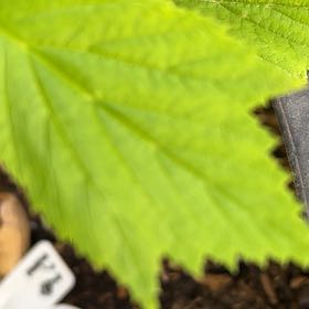 Photo of the plant species Striped Maple by @WarmRedpepers named Tree Diddy on Greg, the plant care app