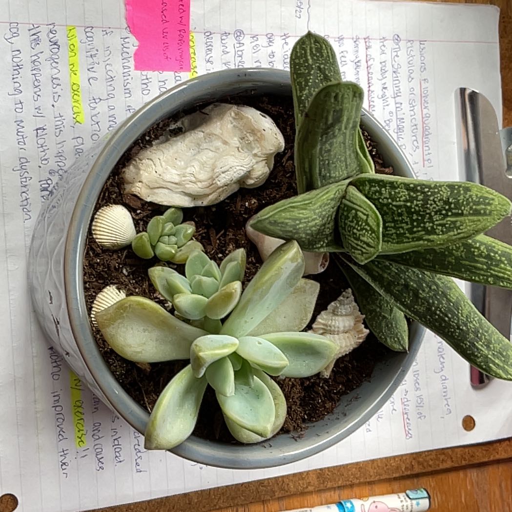 Photo of the plant species 'Little Warty' by @SwiftBlackrose named Lil Warty on Greg, the plant care app