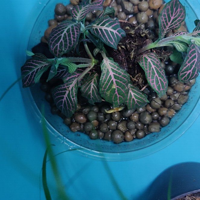 Photo of the plant species Nerve Plant 'Forest' by @LeadWoollythyme named Aria on Greg, the plant care app