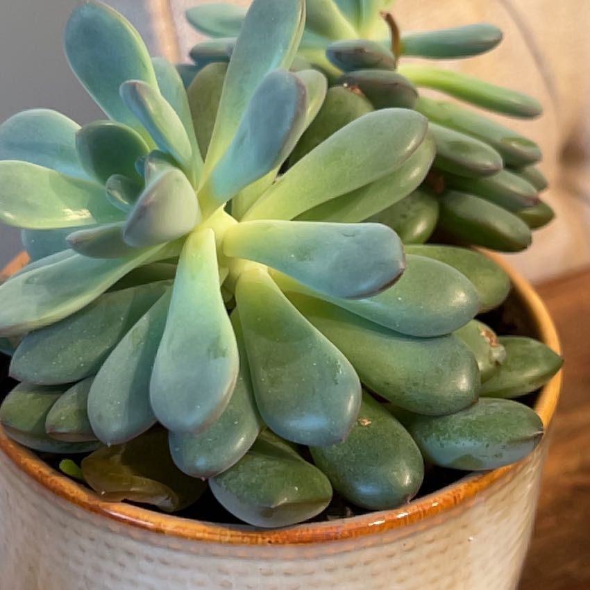 Photo of the plant species Echeveria 'Roundleaf' by @beccatay named Gregarious on Greg, the plant care app