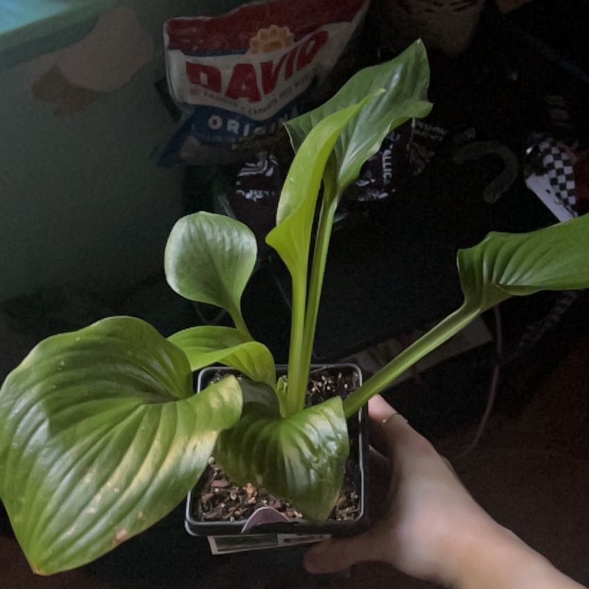 Hosta 'Halcyon' plant in a small pot, held by a hand, with visible soil.