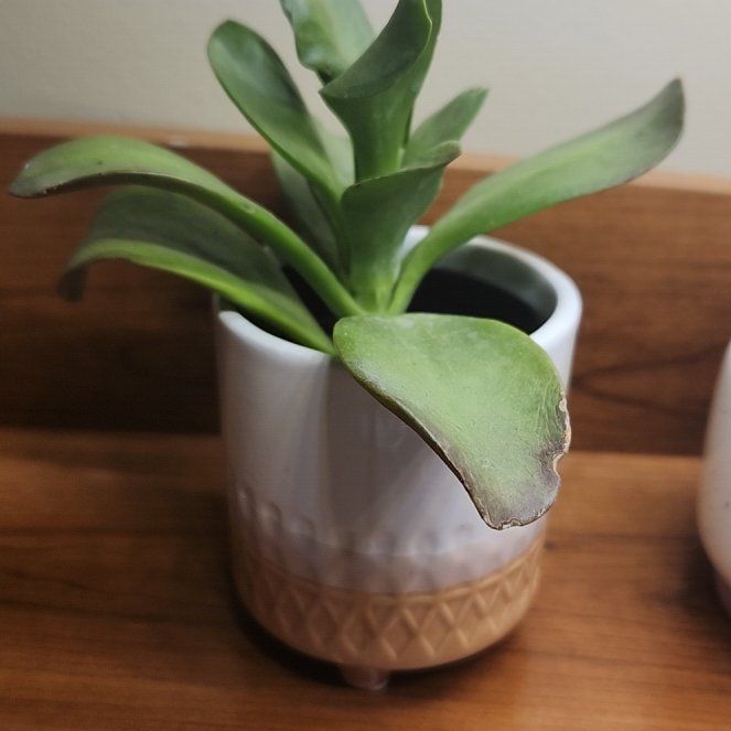 Photo of the plant species dolomite tricolor succulent by @SereneTerranium named Curie on Greg, the plant care app