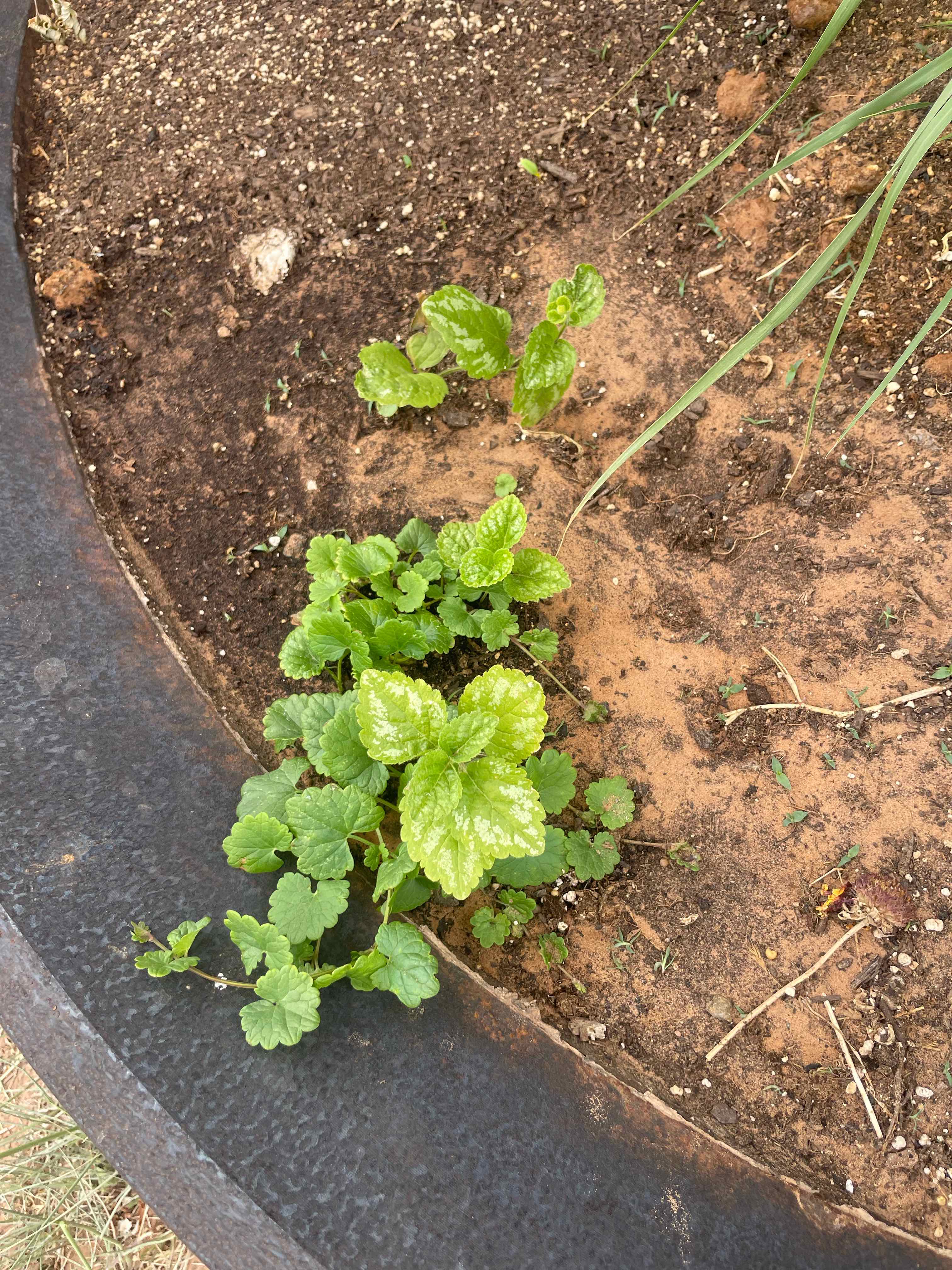 Yellow Archangel plant growing in soil with vibrant green leaves.