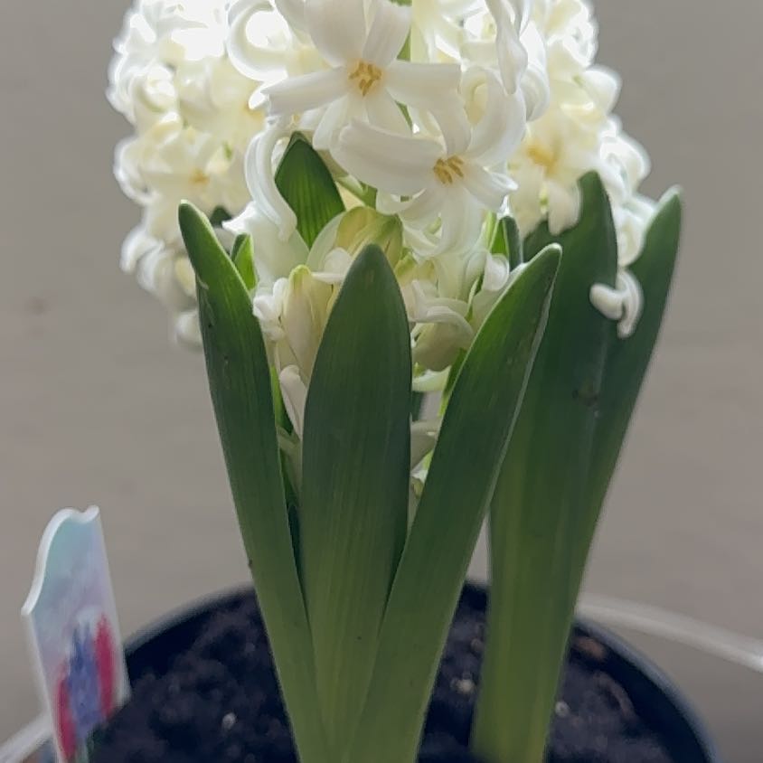 Vanilla
