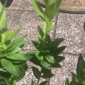 Photo of the plant species Texas-Star by @GrownSicklepod named Eva on Greg, the plant care app