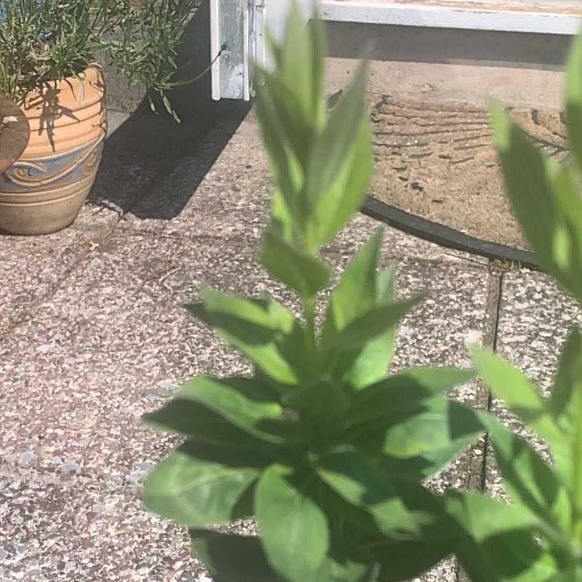 Photo of the plant species Linum Grandiflorum by @GrownSicklepod named Kylie on Greg, the plant care app