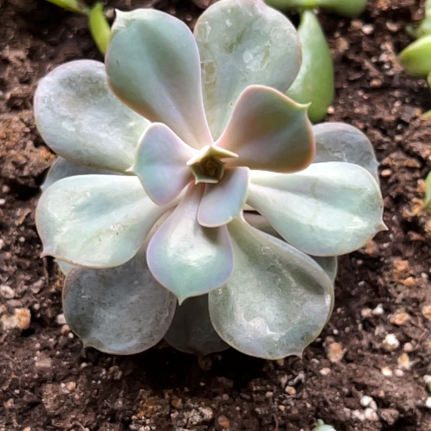 Echeveria 'Dusty Rose' succulent with healthy rosette-shaped leaves in visible soil.